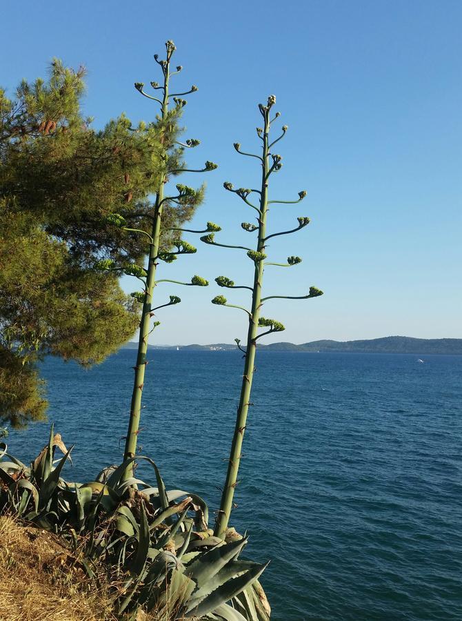 Green Hostel Zadar Ngoại thất bức ảnh